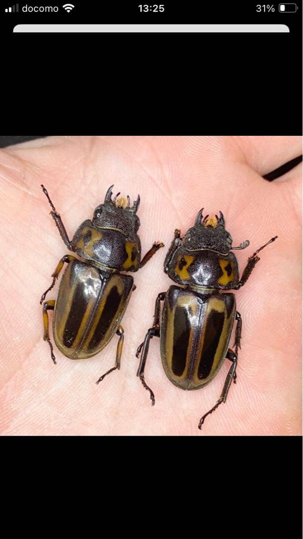 【昆虫標本】パラワン、ゼブラ、フルストルファー、スマトラ