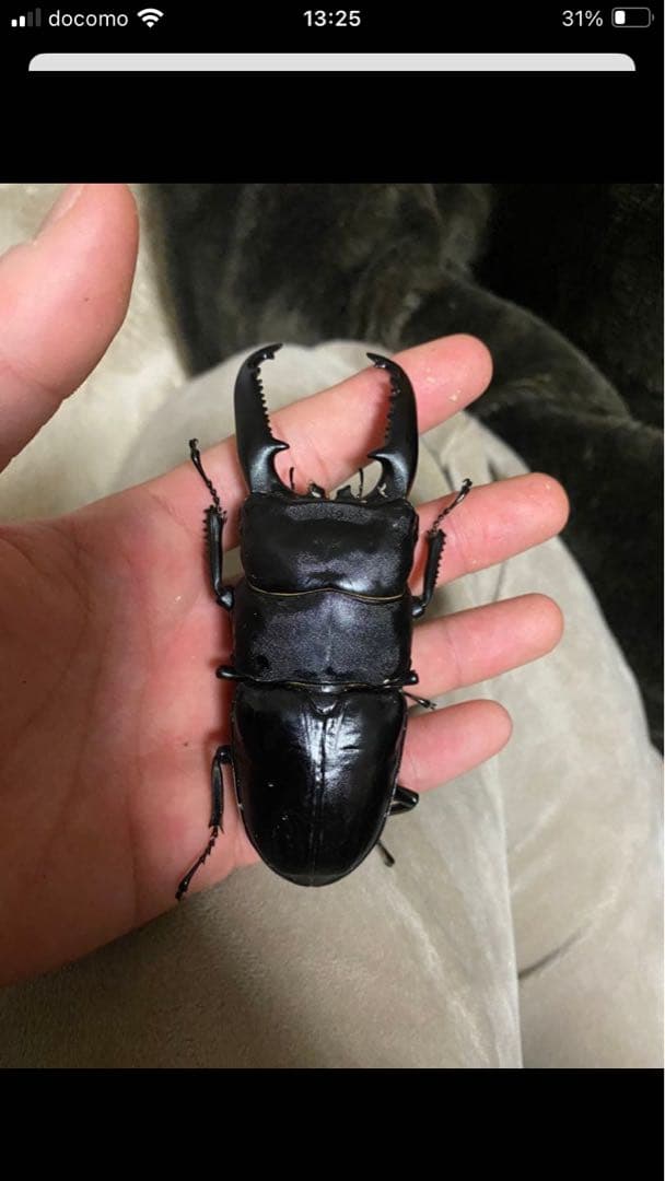 【昆虫標本】パラワン、ゼブラ、フルストルファー、スマトラ