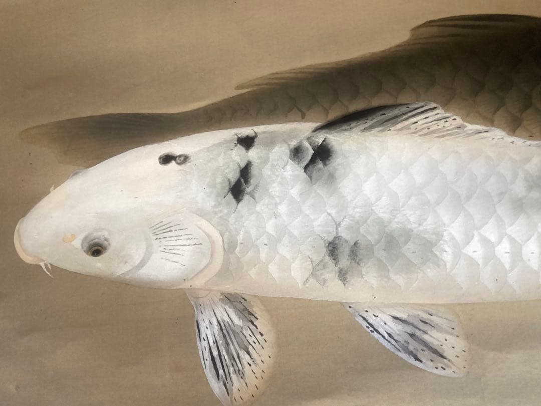 完全ジャンク品 白玲 五月鯉図 掛軸