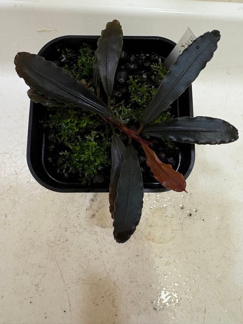 ブセファランドラ ゴーストカリマンタン 1株（プレモスおまけ）