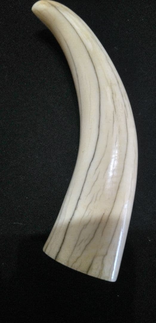 マッコウ鯨の牙、装飾用材料、根付け材、