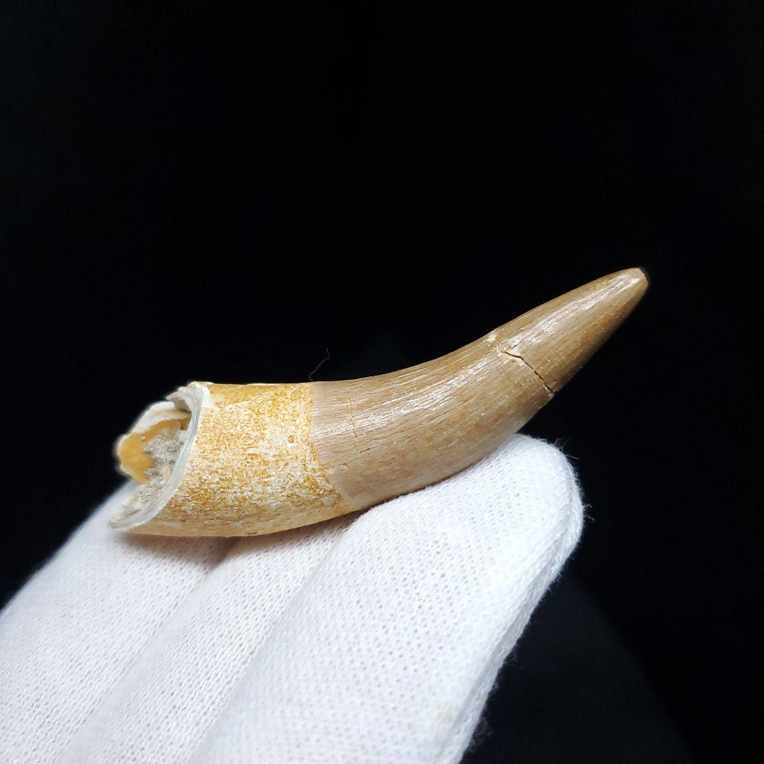 美品 プレシオサウルス 化石 歯 本物 モロッコ産 52mm pr103