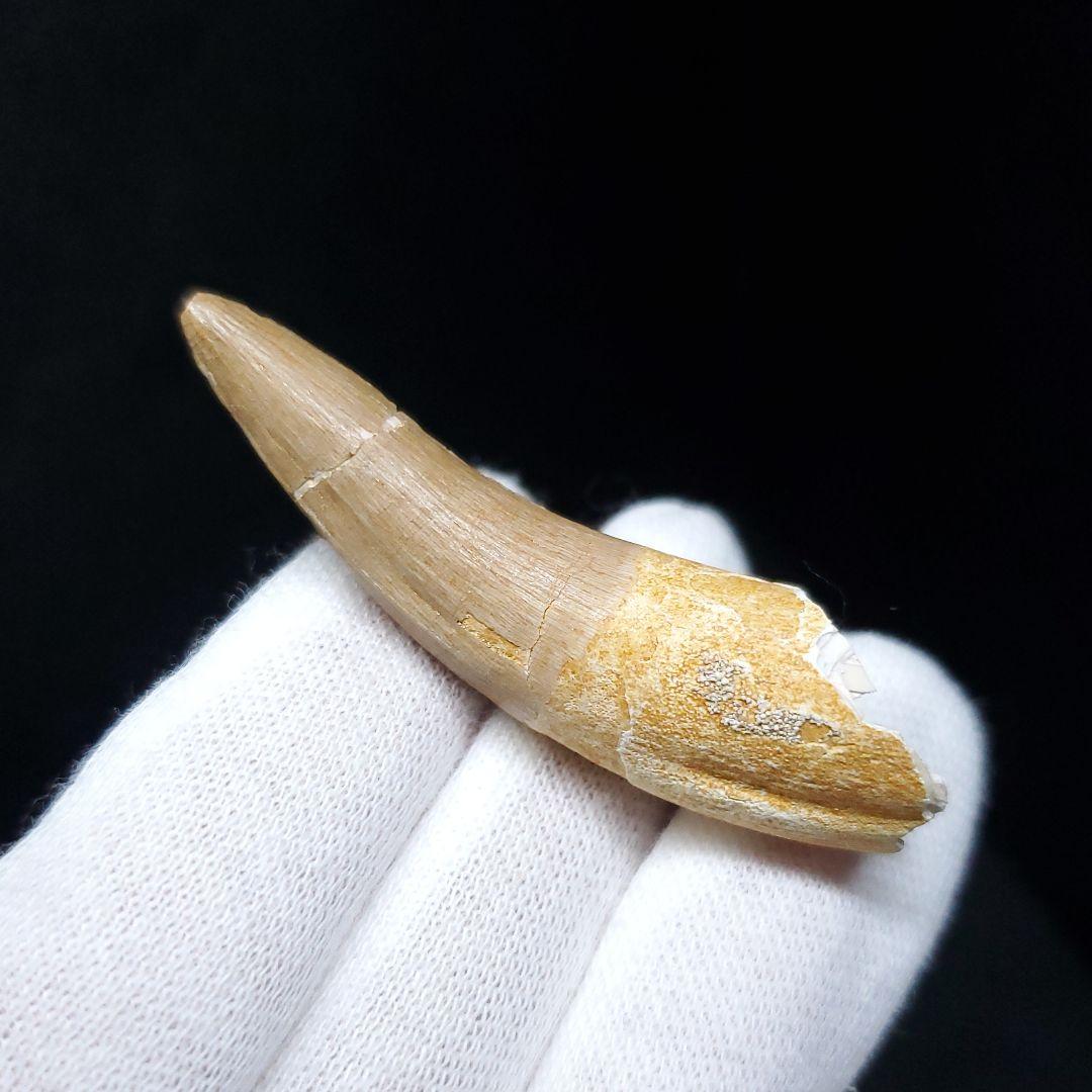 美品 プレシオサウルス 化石 歯 本物 モロッコ産 52mm pr103