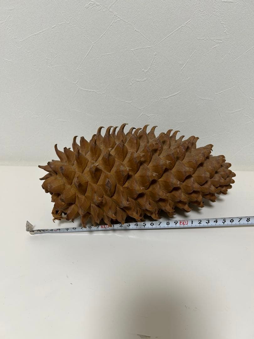 ニュージーランド産　松ぼっくり 約25cm
