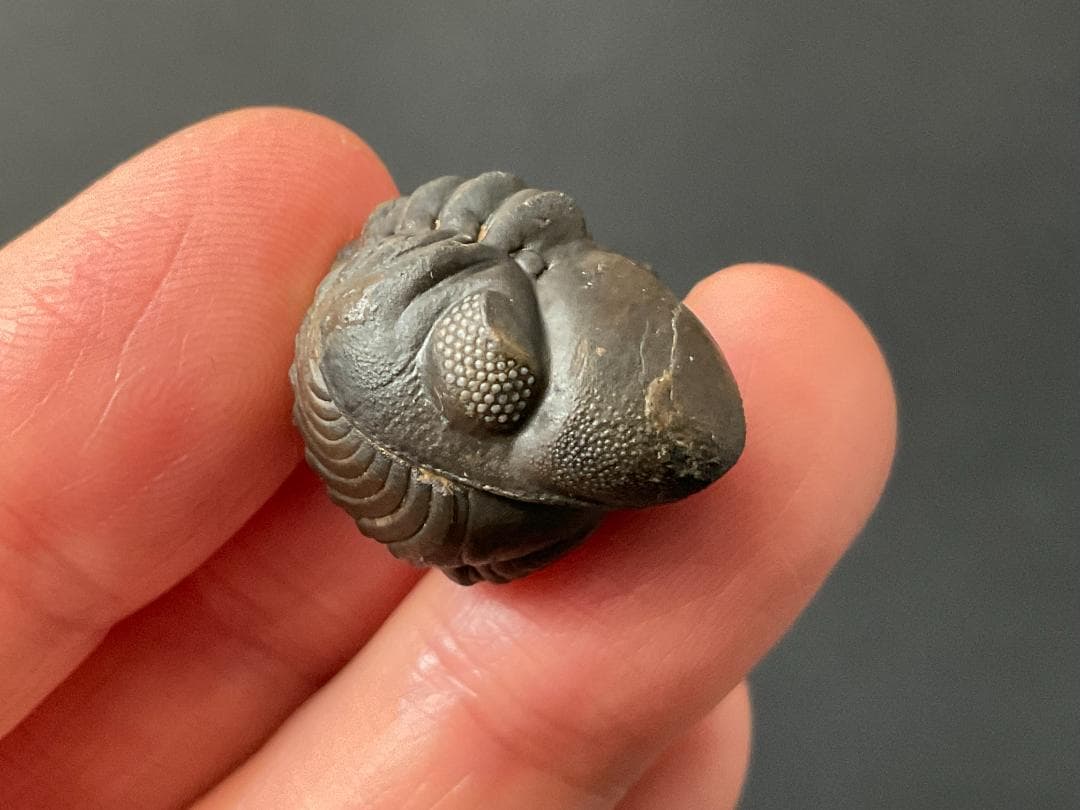 リードプス [PH101] 三葉虫 化石 ファコプス 防御態勢 希少 レア