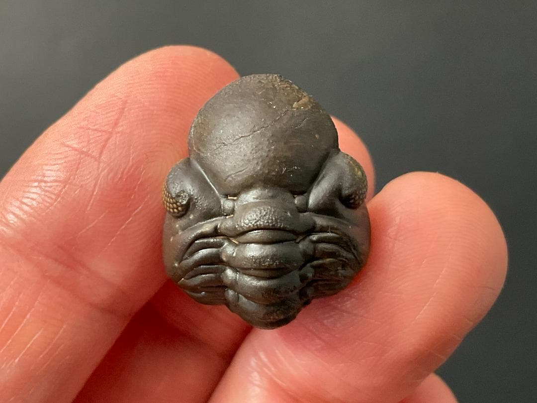 リードプス [PH101] 三葉虫 化石 ファコプス 防御態勢 希少 レア