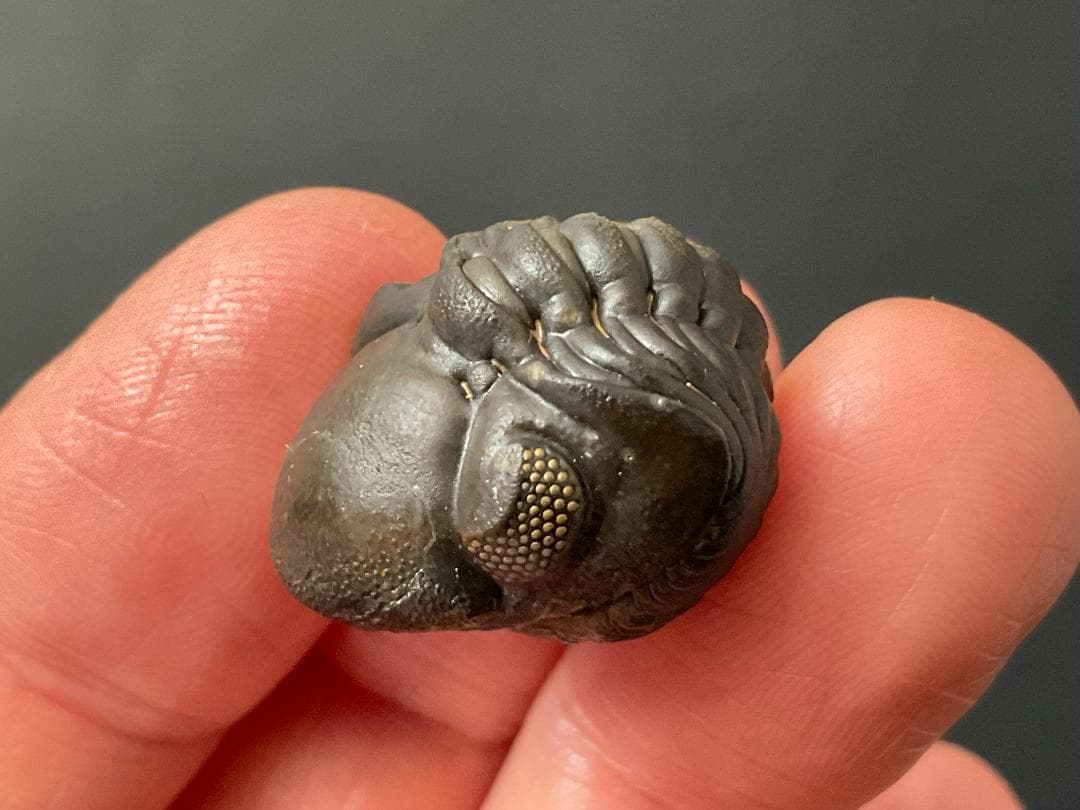 リードプス [PH101] 三葉虫 化石 ファコプス 防御態勢 希少 レア