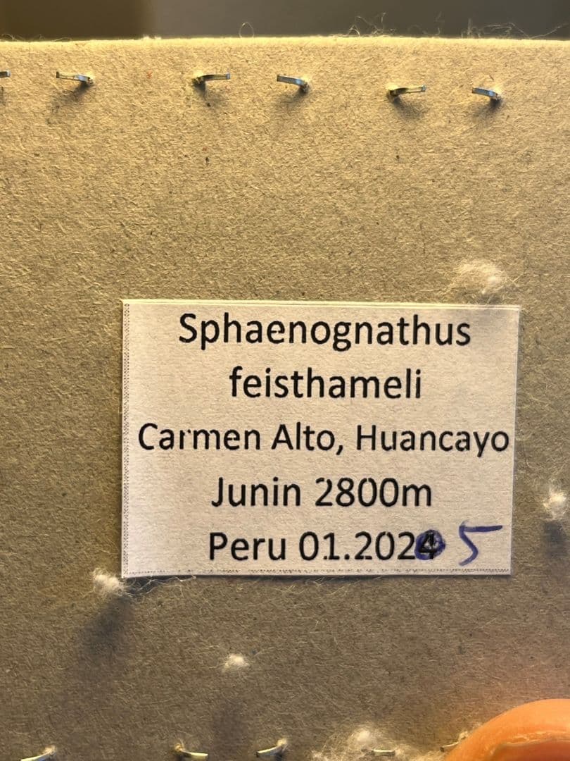 【81mm】フェイスタメルシワバネクワガタ チリクワガタ コガシラクワガタ 標本