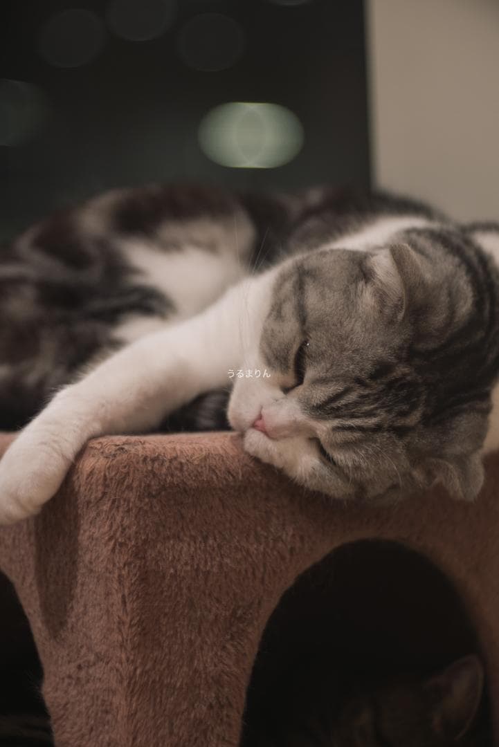 バブルボケの王様！TRIOPLAN 100mm F2.8 exe オールドレンズ