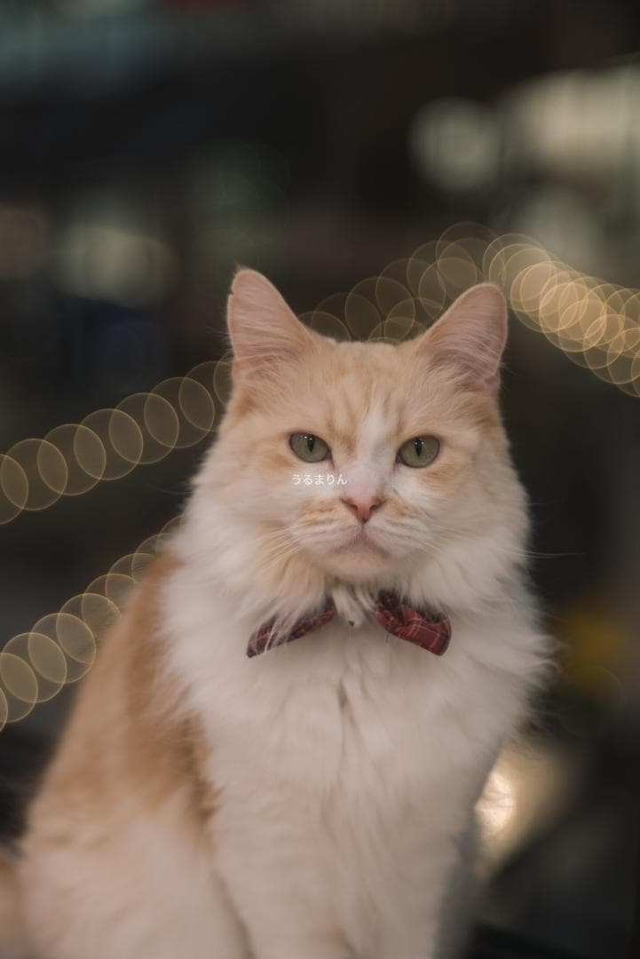 バブルボケの王様！TRIOPLAN 100mm F2.8 exe オールドレンズ