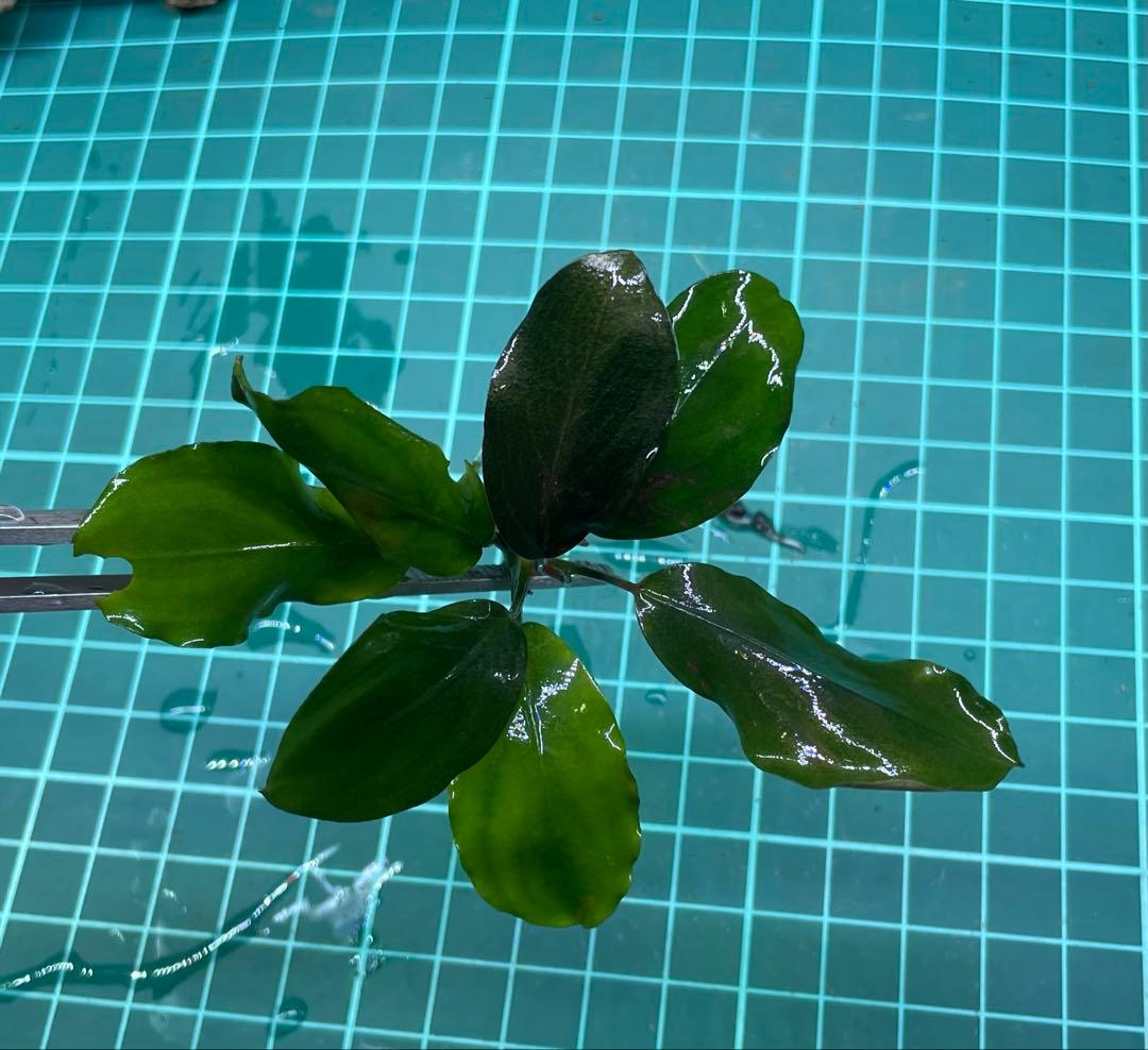 即購入OK‼️ブセファランドラ sp 完全水中葉1株