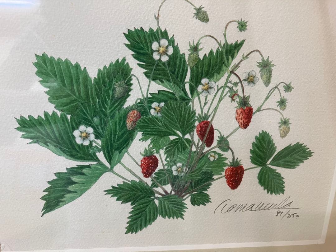 玉村豊男　森のイチゴ