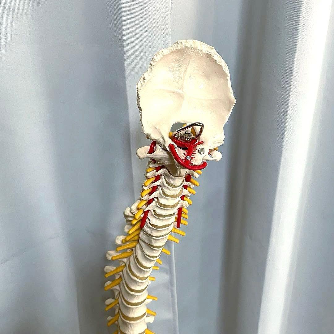 3B 脊柱模型 骨模型 人体模型 背骨 骸骨 骨格標本 オブジェ