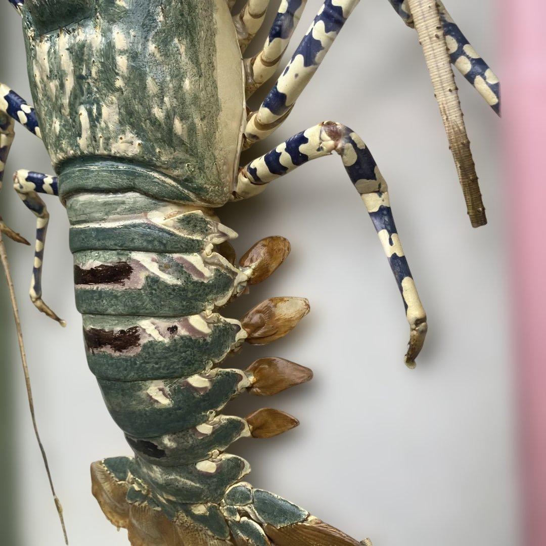 伊勢海老 エビ 剥製 ガラスケース 壁額 壁飾りロブスター標本 大型