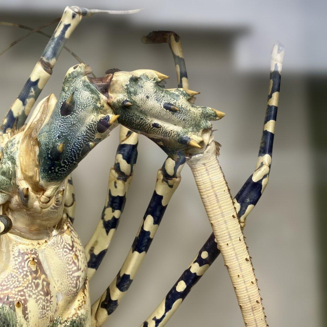 伊勢海老 エビ 剥製 ガラスケース 壁額 壁飾りロブスター標本 大型