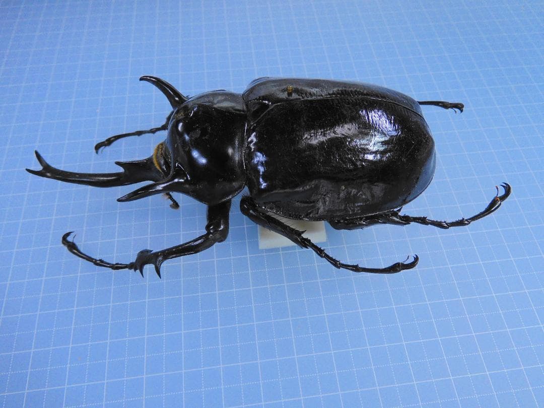 ペルー産　マルスゾウカブト　113mm