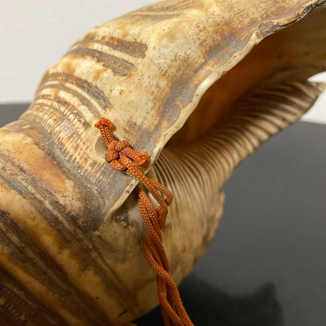 時代物 法螺貝 密教法具 武具 甲冑