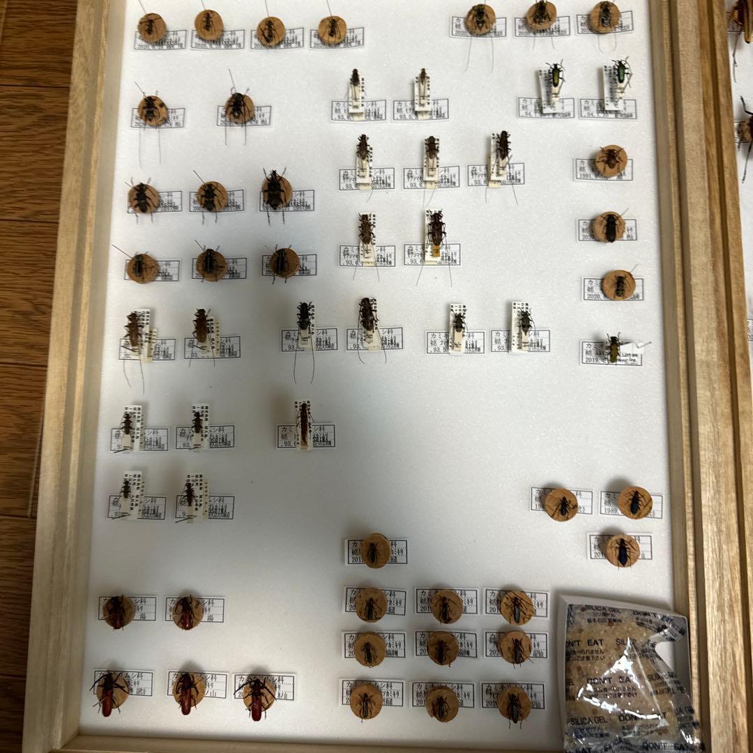 カミキリムシ　標本