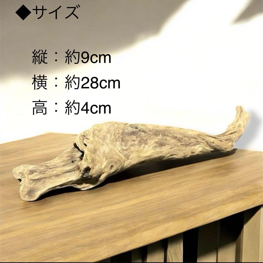 水槽 大きい流木 5点セット⚫︎アクアリウム イモリウム 天然流木 レイアウト
