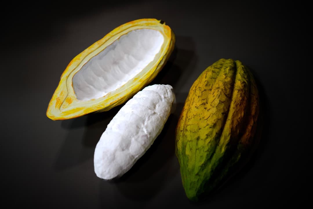 リアルなカカオの実のディスプレイ