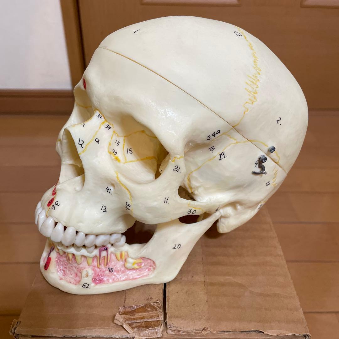 A 22/1 解剖学的頭蓋骨模型 3B