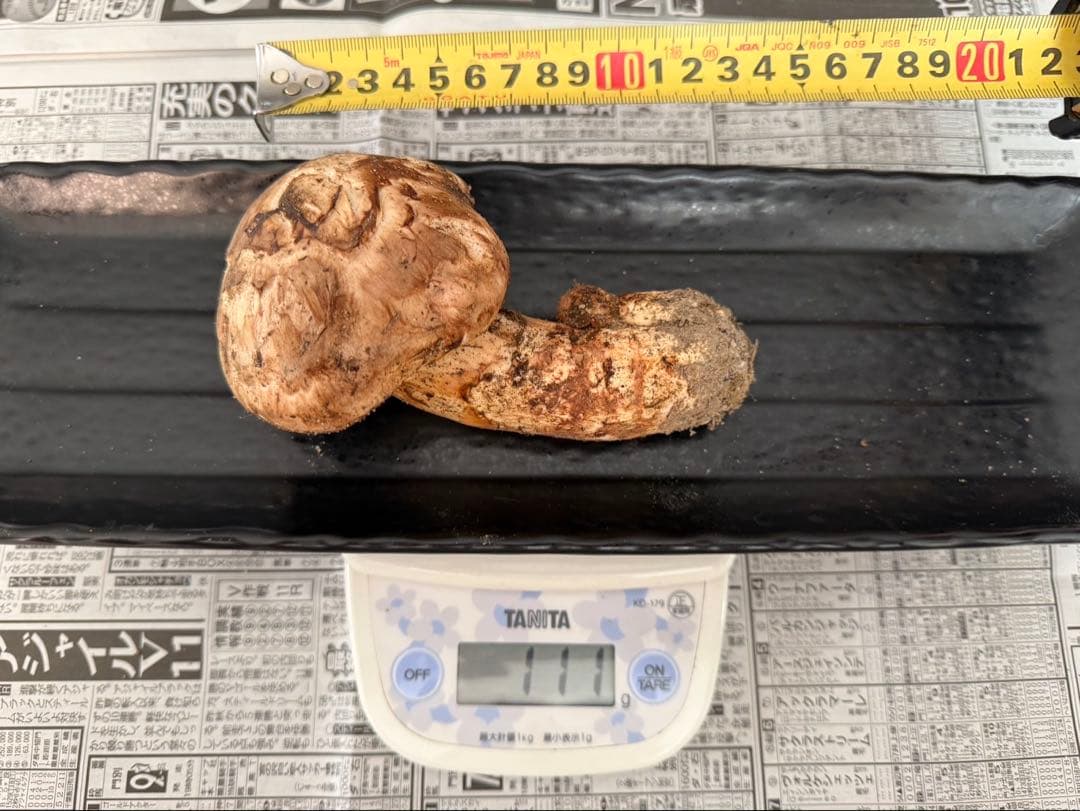 松茸　北海道　800g 訳あり　② 送料込