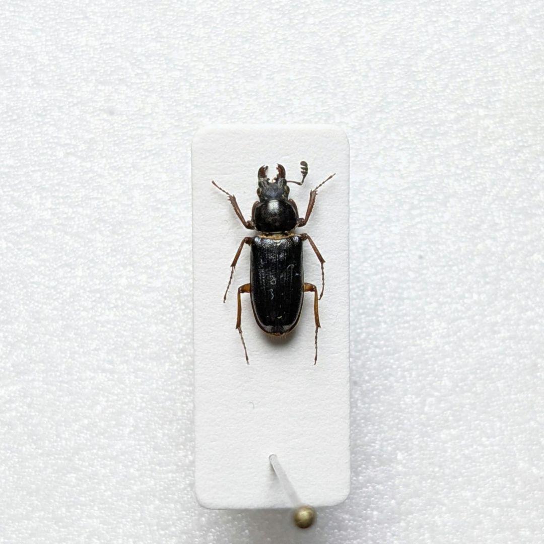 標本　ウンゼンルリクワガタ♂