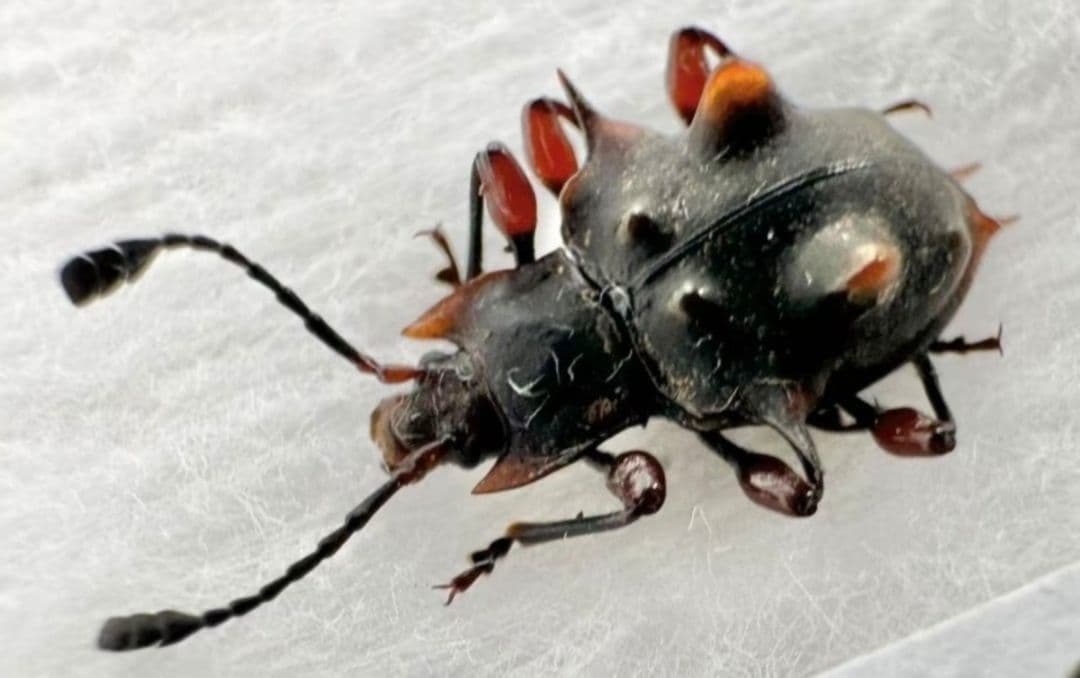 テントウムシダマシの標本 昆虫標本 タマムシ コブハムシ