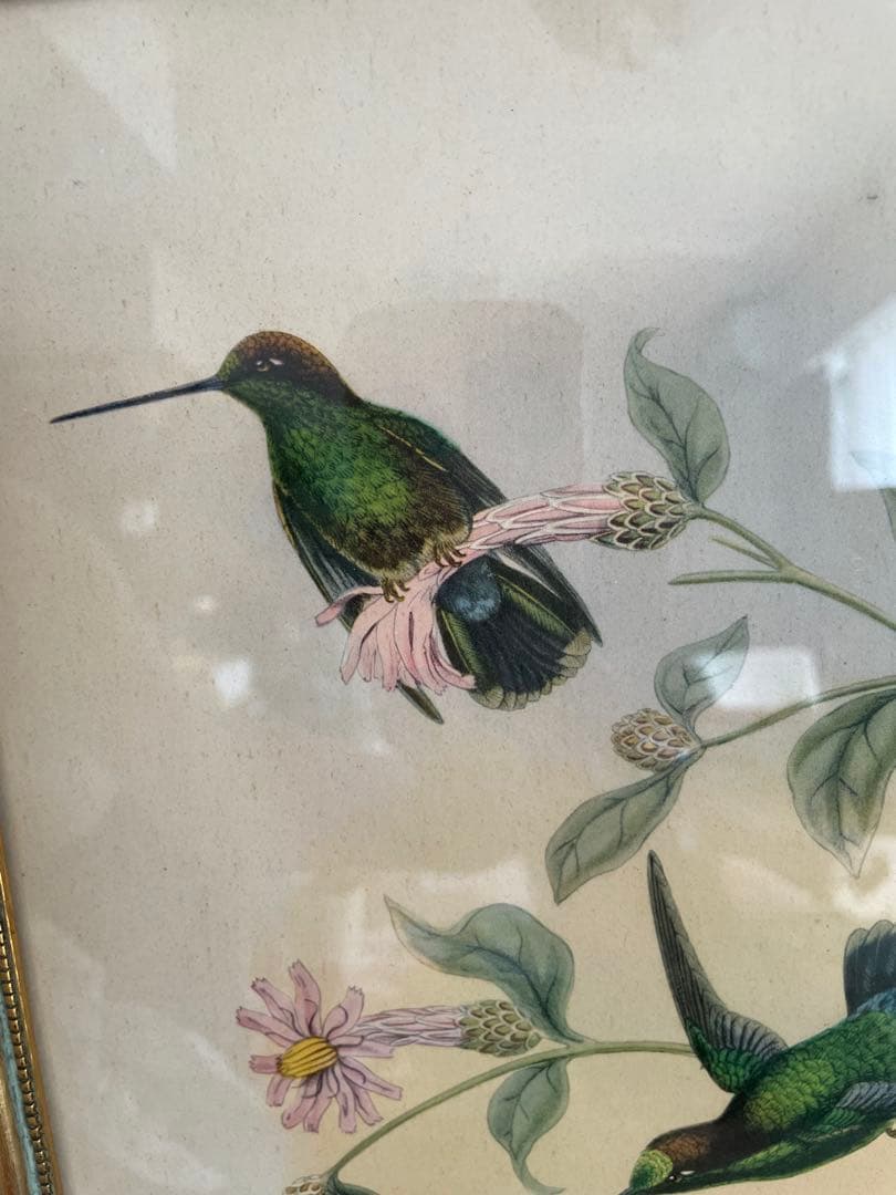 アンティーク　フレーム 鳥の絵画　リトグラフ