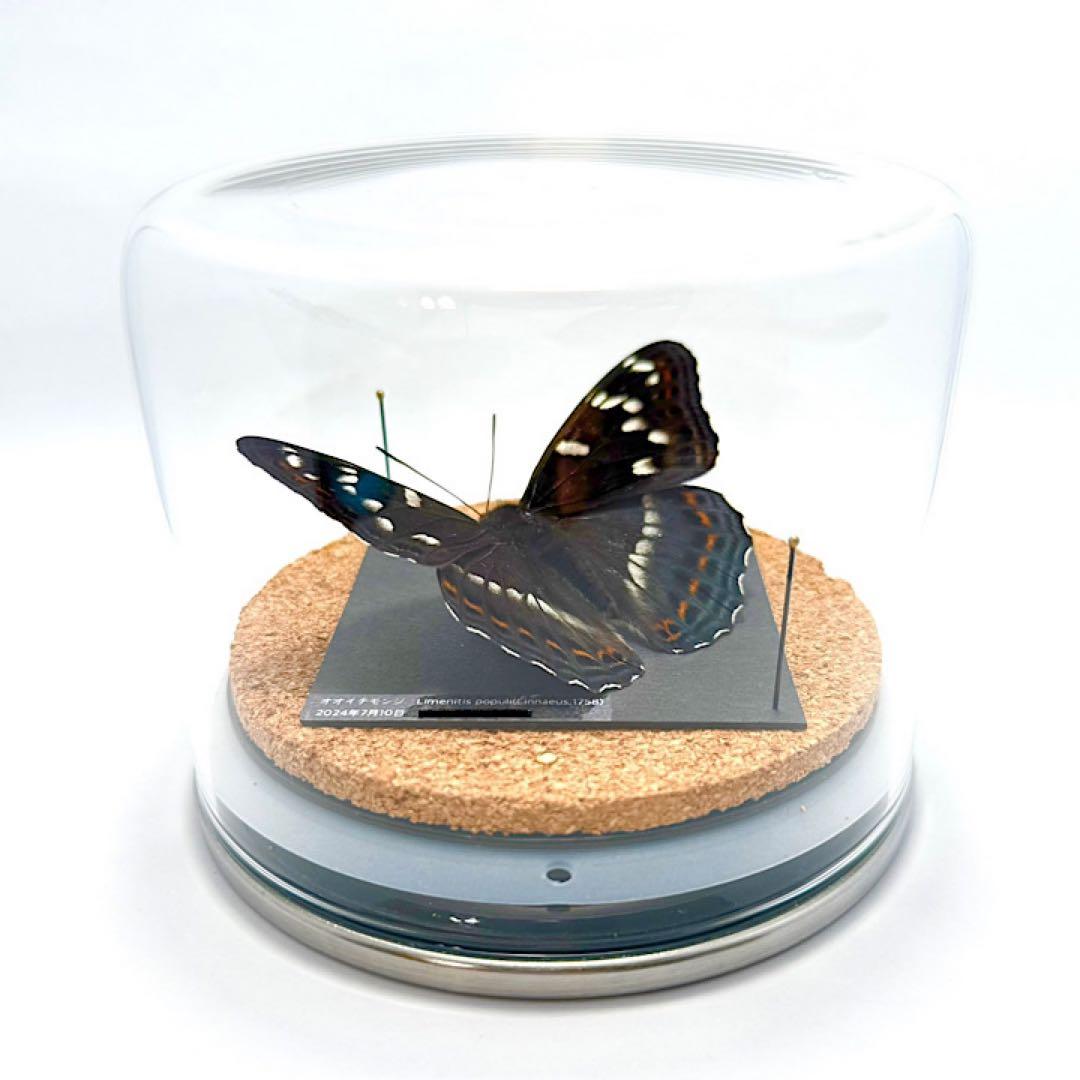 【立体標本】国産蝶　オオイチモンジ　ライブ標本