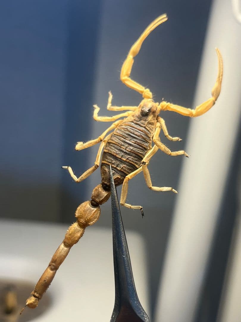 【標本】スーザンシールドテールドスコーピオン キョクトウサソリムカデセンチピード