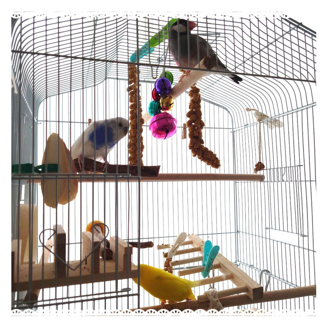 オーダー専用【北海道産】令和3年度 無農薬 赤粟の穂 250g