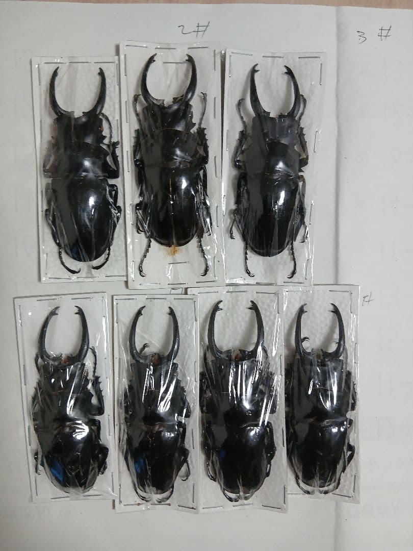 海外産標本｜インドネシア産 ギラファノコギリクワガタ 標本