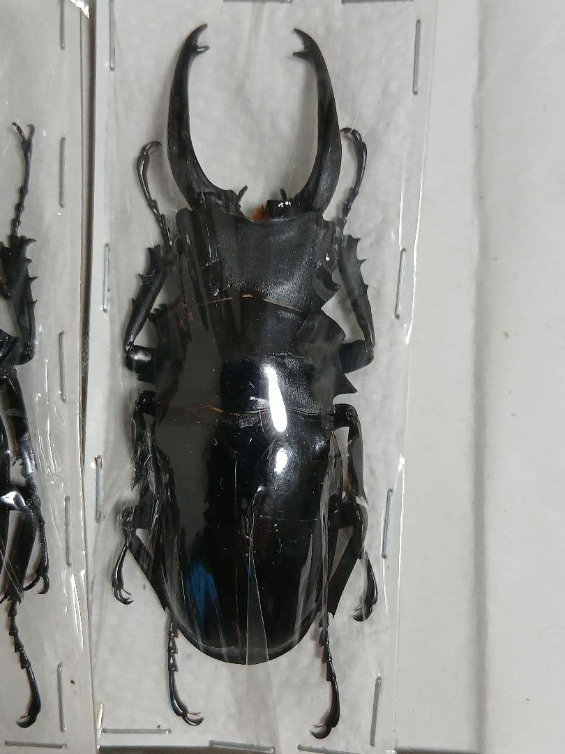 海外産標本｜インドネシア産 ギラファノコギリクワガタ 標本