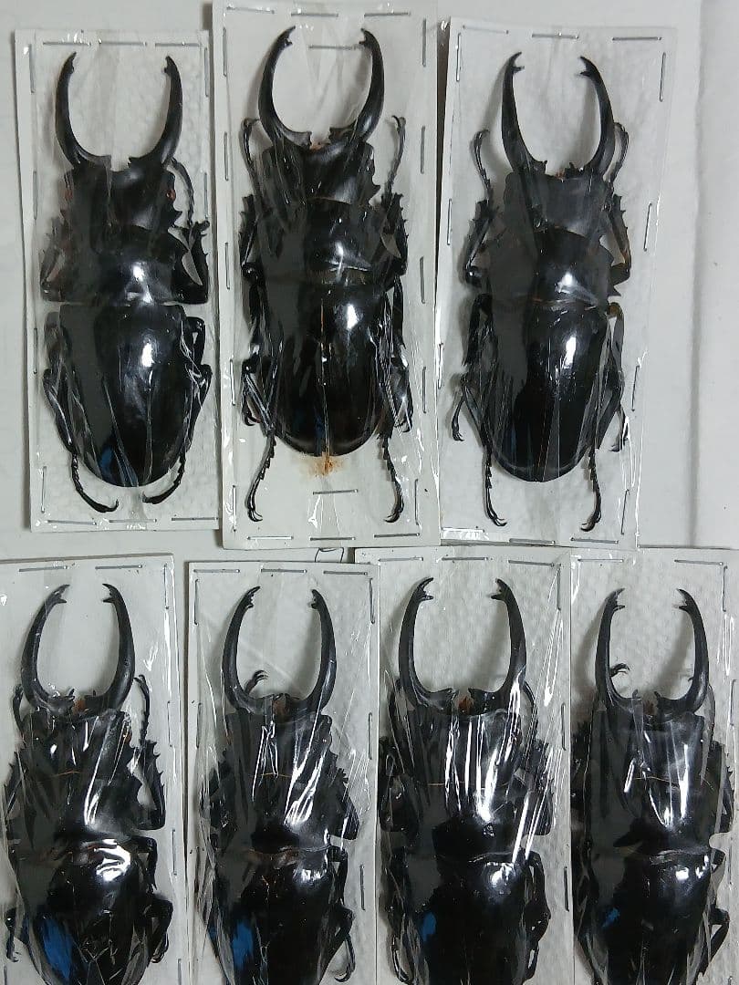 海外産標本｜インドネシア産 ギラファノコギリクワガタ 標本