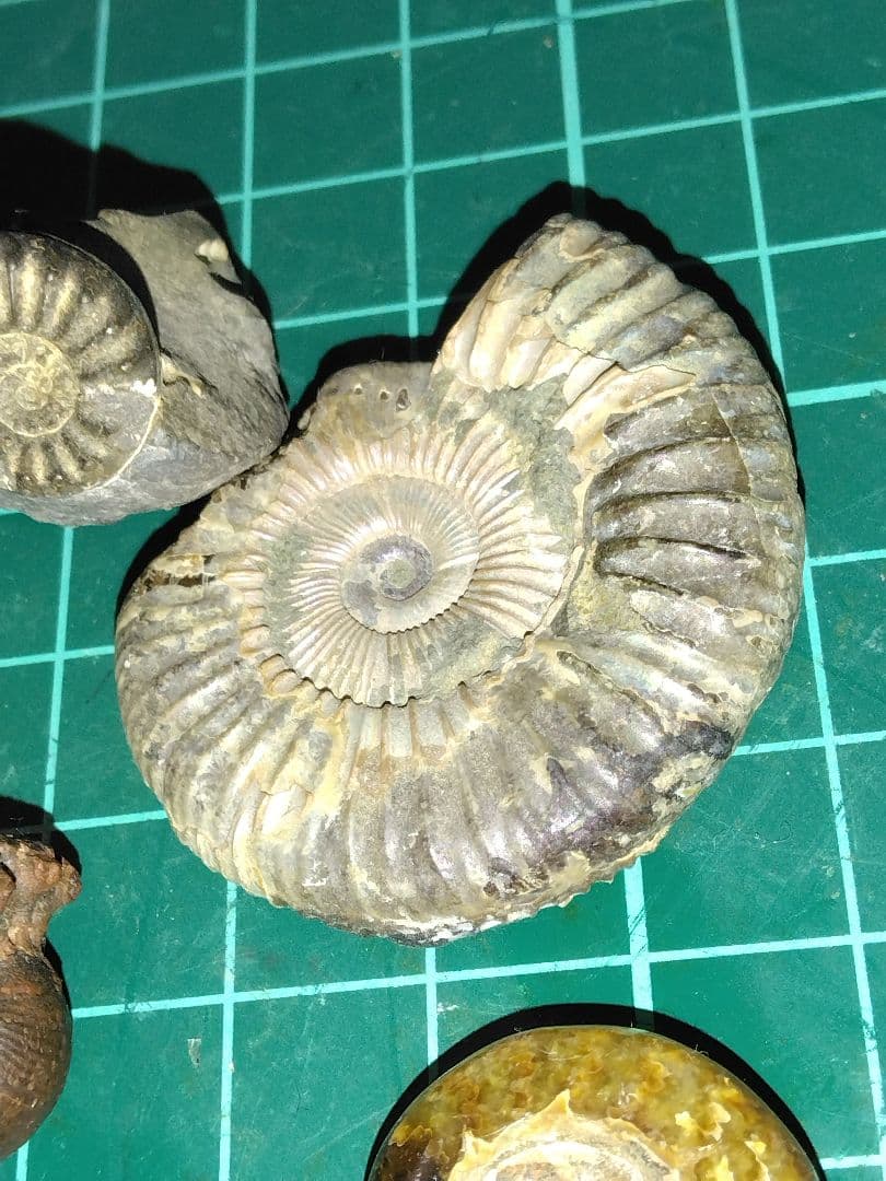 世界のアンモナイト　化石 ヘマタイト　方解石置換