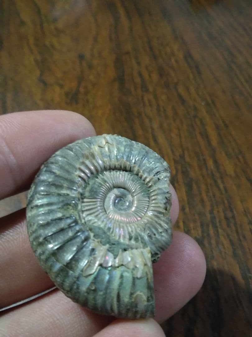 世界のアンモナイト　化石 ヘマタイト　方解石置換