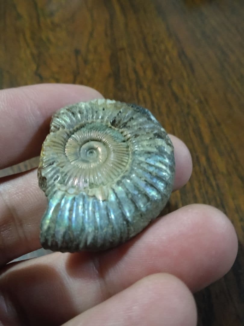 世界のアンモナイト　化石 ヘマタイト　方解石置換