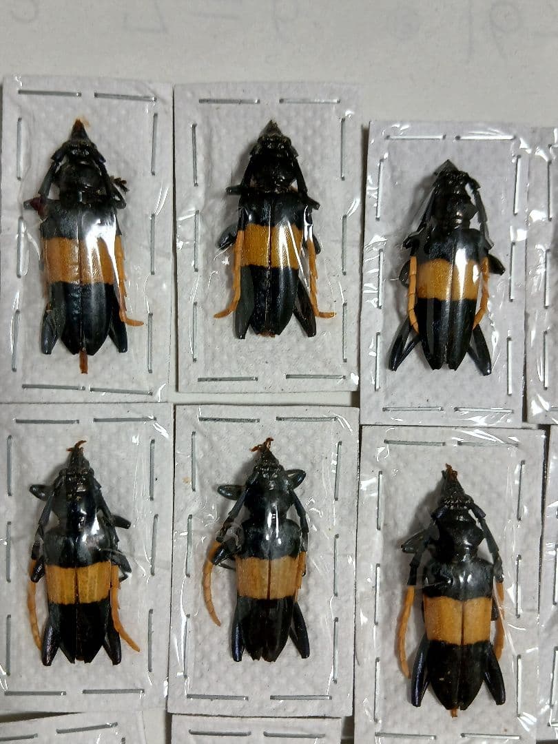 海外産標本｜マレーシア産 カミキリムシ 昆虫標本
