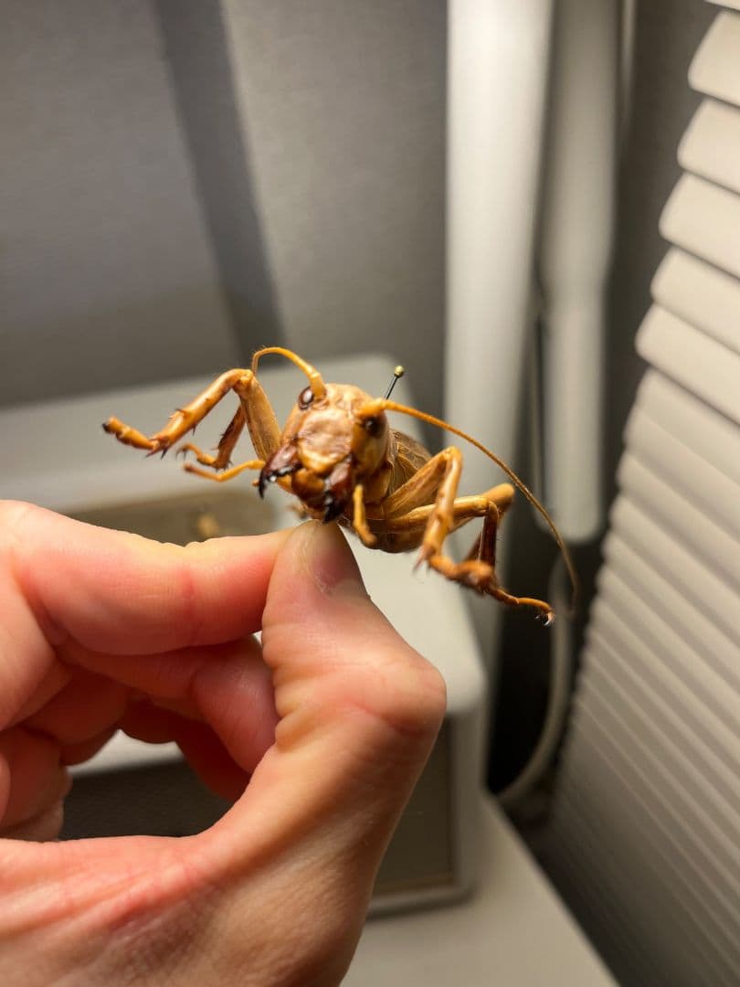 【大人気種】リオック Sia ferox コロギス 昆虫標本デュビアタランチュラ