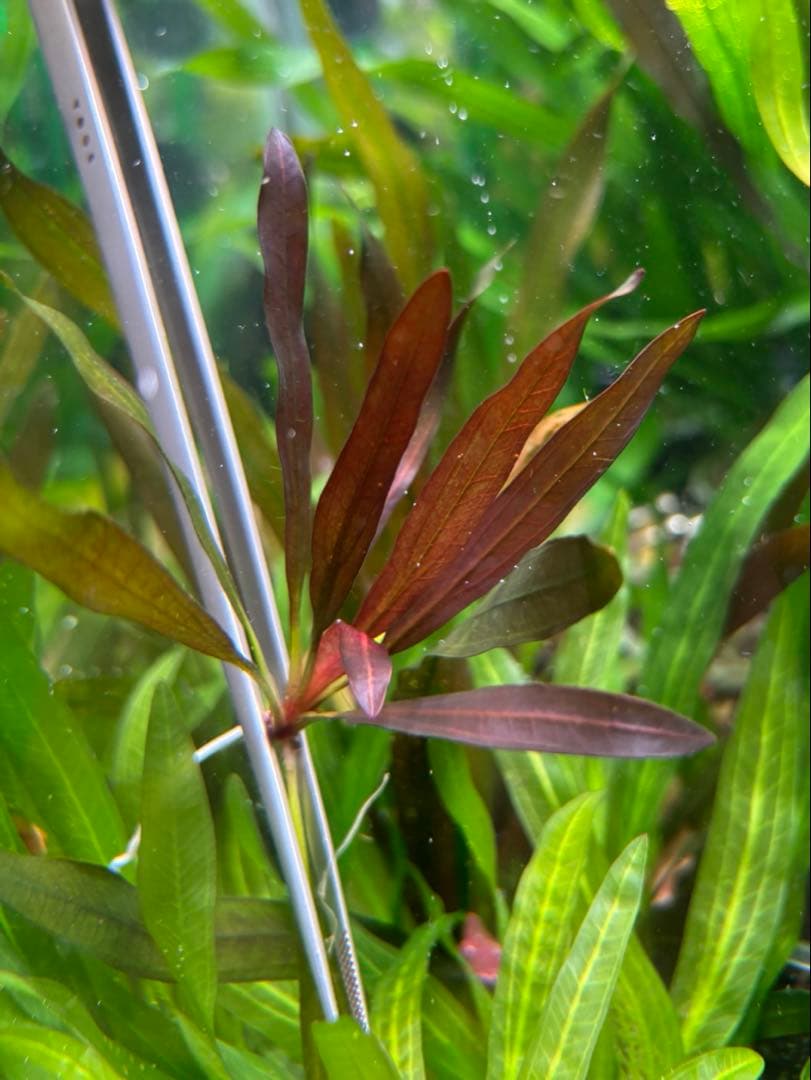 な*ー様 エキノドルス ホレマニー スーパーレッド