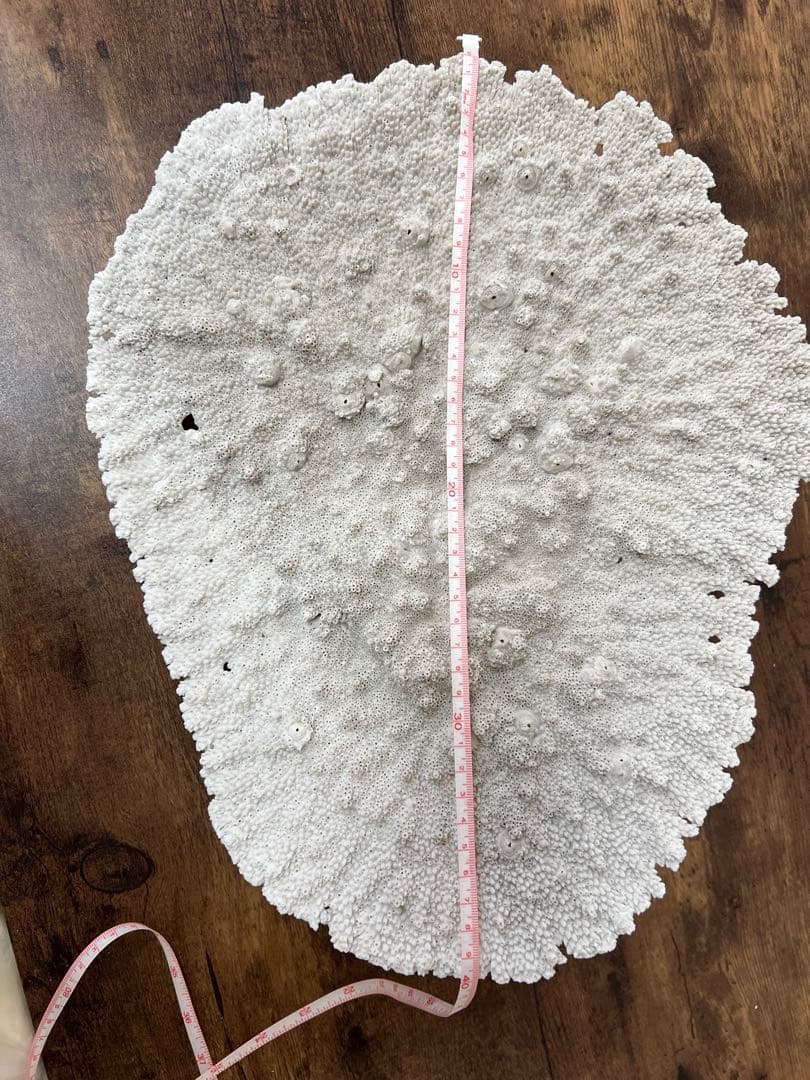 激レア！希少 本物 テーブルサンゴ 珊瑚