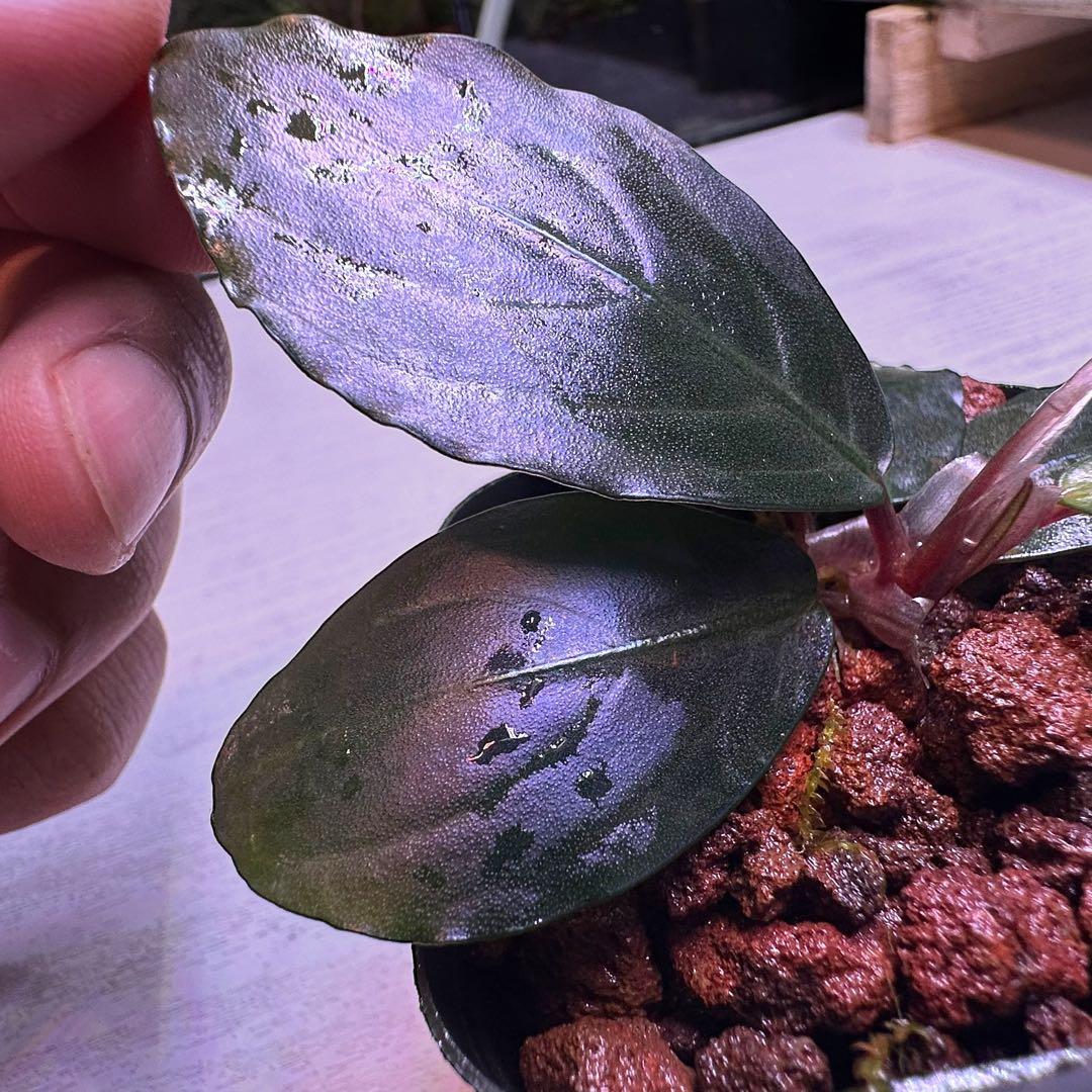 S*A様 ブセファランドラ Bucephalandra Mahakam レアブセ