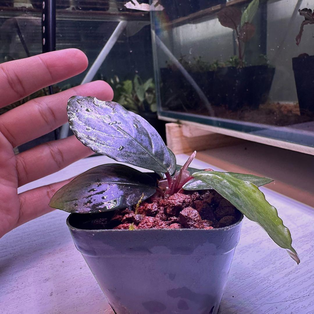 S*A様 ブセファランドラ Bucephalandra Mahakam レアブセ