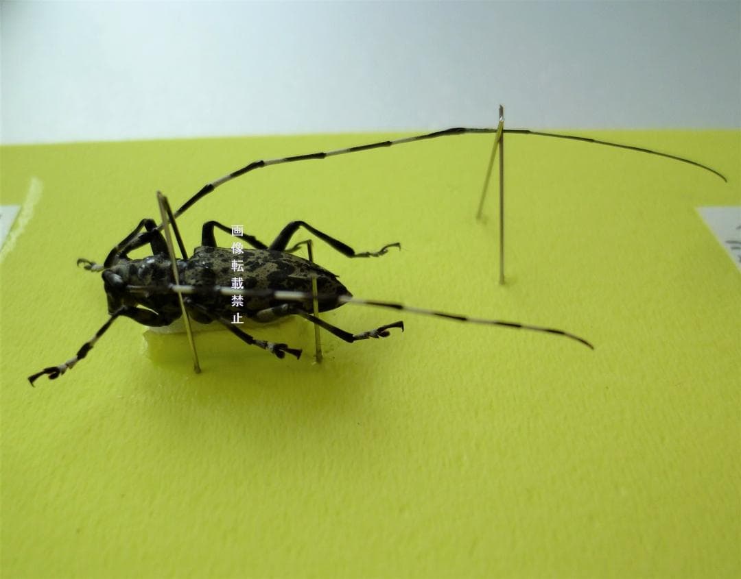 【昆虫標本 完全雌雄型 ヒゲナガゴマフカミキリ】