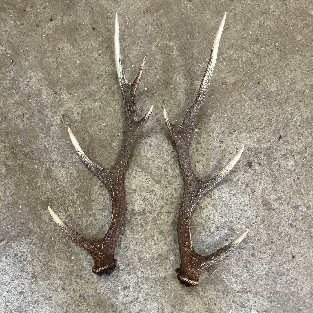 鹿の角2本セット