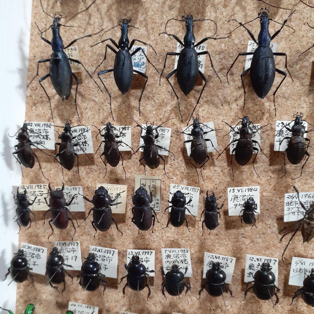 甲虫標本　カミキリムシ、オサムシほか66頭。大型ドイツ標本箱入り