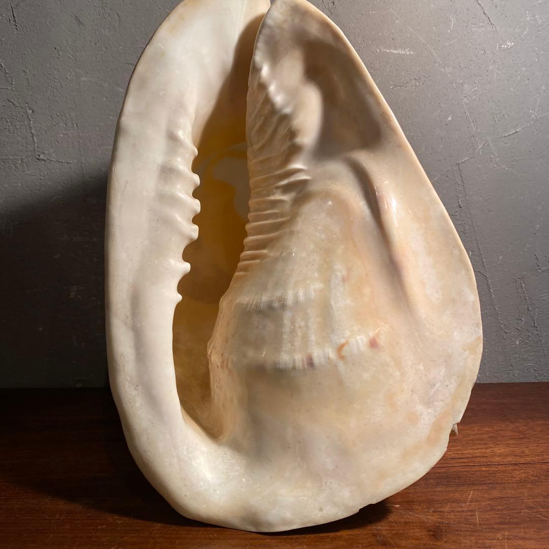 トウカムリガイ 彫刻 アート オブジェ 白虎 置物 骨董品 コレクション25cm