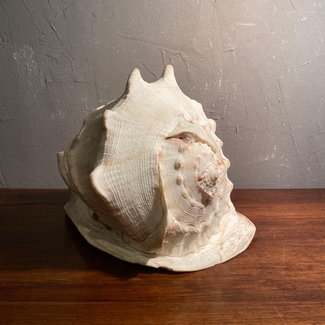 トウカムリガイ 彫刻 アート オブジェ 白虎 置物 骨董品 コレクション25cm