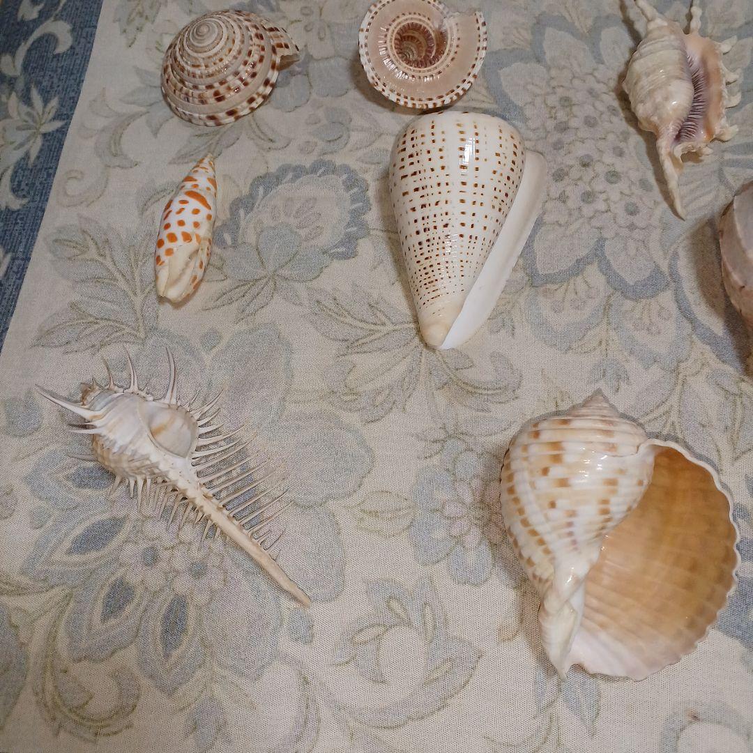 個性的な各種巻き貝厳選18個